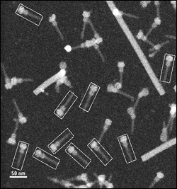 isolated needle complexes